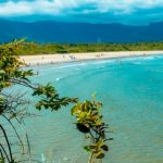 passaro marron bertioga