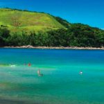 passaro marron sao sebastiao